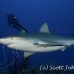 shark_reef_caribbean_bc2_jar_h_0574_cub3707.jpg